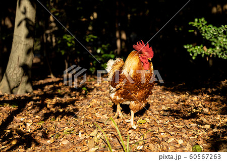熱田神宮の神鶏の写真素材