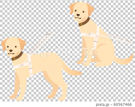 盲導犬のイラストセット（お座り・立つ） 60567466