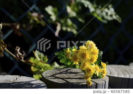 花 野生の花 キク科 60567580