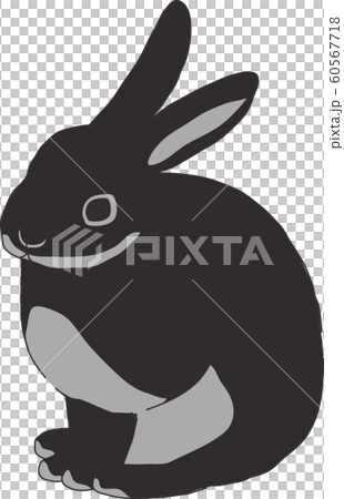 Rabbit  60567718