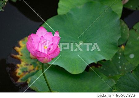 ハスの花 60567872