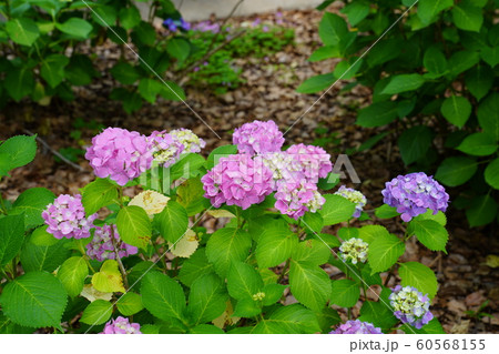 筥崎宮あじさい苑　紫陽花 60568155