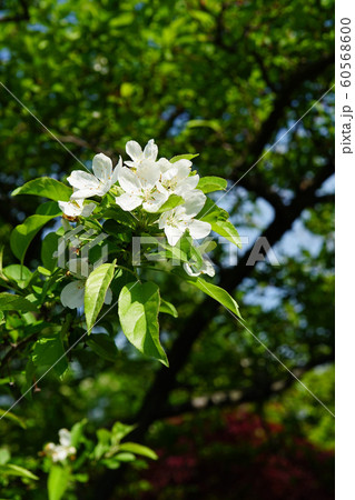 可憐なエゾノコリンゴの白い花 60568600