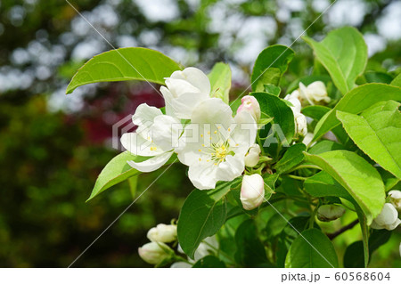 可憐なエゾノコリンゴの白い花 60568604