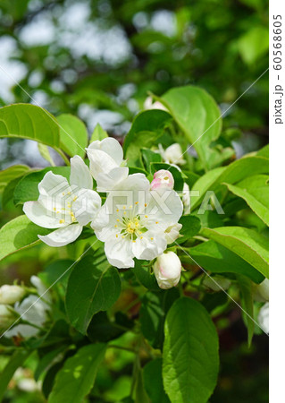 可憐なエゾノコリンゴの白い花 60568605