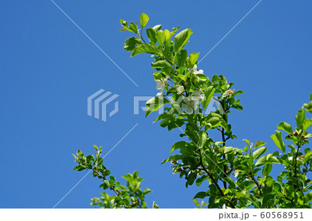 青空に映える可憐なエゾノコリンゴの白い花 60568951