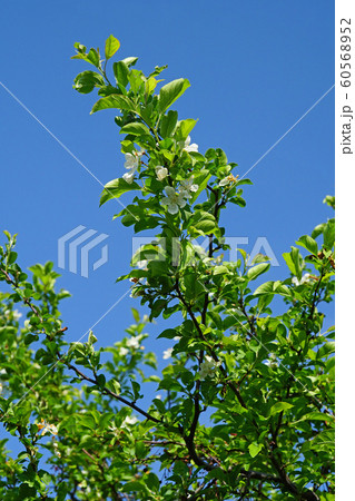 青空に映える可憐なエゾノコリンゴの白い花 60568952