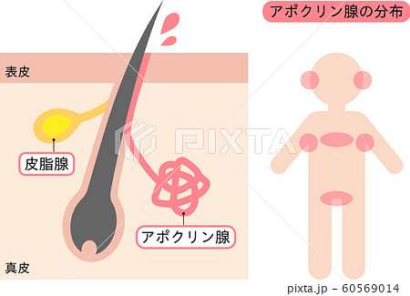 アポクリン腺の分布 60569014