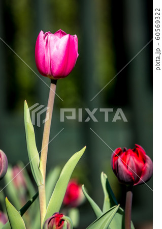 チューリップ 60569322