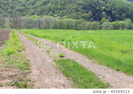 畑の中の一本道、農道、緑豊かな田舎の一本道 60569323