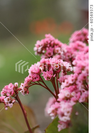 春の花 ピンク色 ベルゲニアの写真素材