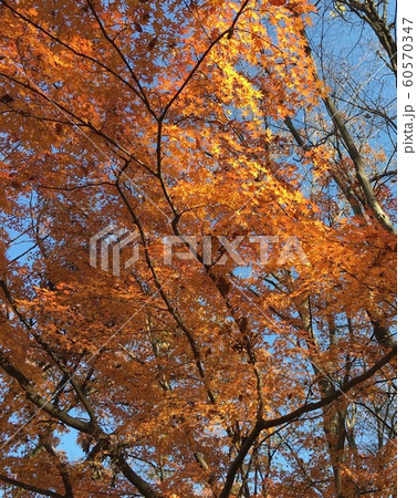 紅葉 60570347
