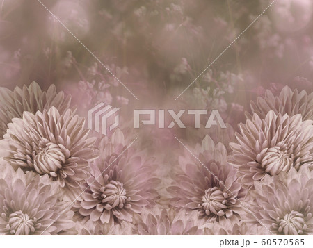 Flowers on blurry pink-white background bokeh. Flowers on blurry pink-white background bokeh. 60570585