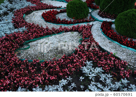 City flowers. A flower bed of flowers in the city City flowers. A flower bed of flowers in the city 60570691