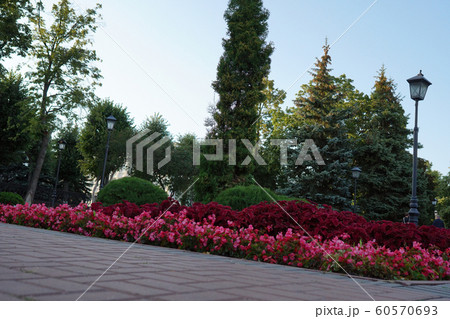 City flowers. A flower bed of flowers in the city 60570693