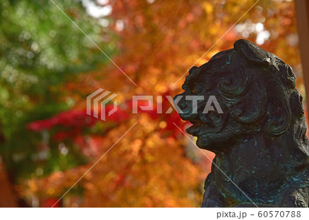 狛犬と紅葉 60570788