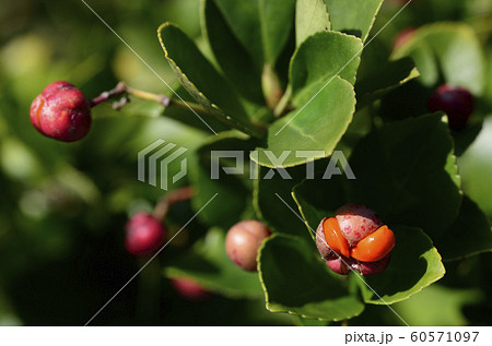 種子 実 葉 60571097