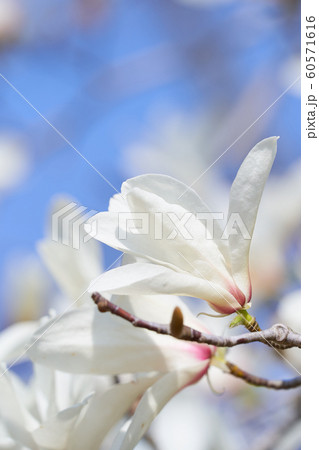 コブシの花　アップ 60571616