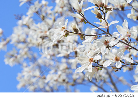 青空の下満開に咲く沢山のコブシの花 青空の下満開に咲く沢山のコブシの花 60571618