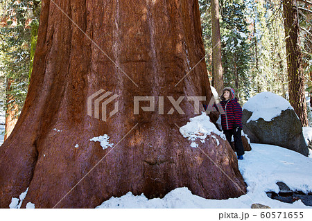 kid in sequoia national park kid in sequoia national park 60571655