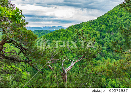 View of the snow-capped mountains through pine branches 60571987
