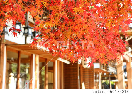 大阪・杭全神社のもみじ 60572018