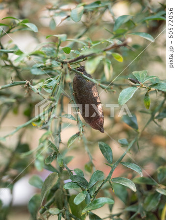 フィンガーライム 60572056