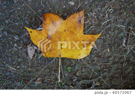 地面に落ちた黄色い葉の写真素材