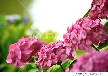 6月アジサイ ピンクの花アップの写真素材