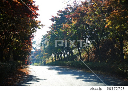 秋 紅葉 独立記念館 60572793