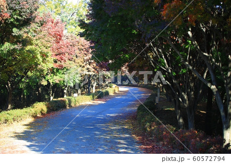 秋 紅葉 独立記念館 60572794