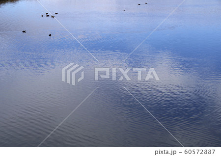 水鳥 水面 青空 波紋 水鏡 水鳥 水面 青空 波紋 水鏡 60572887