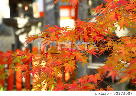 大阪・杭全神社の紅葉 60573007