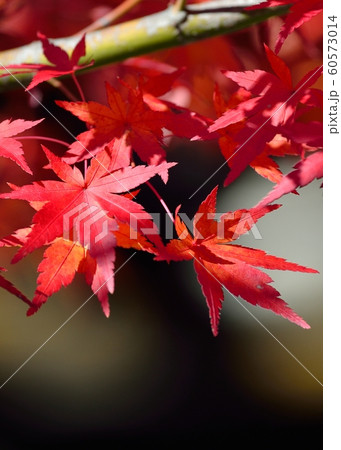 モミジの紅葉 60573014