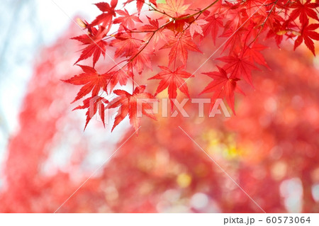 モミジの紅葉 モミジの紅葉 60573064