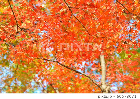 モミジの紅葉 60573071