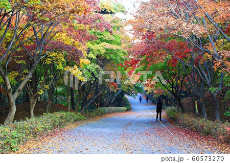 秋 紅葉 独立記念館 60573270