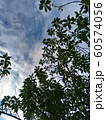 木 ツリー 樹 60574056