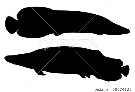 動物シルエット海・川ピラルクー 動物シルエット海・川ピラルクー 60574129