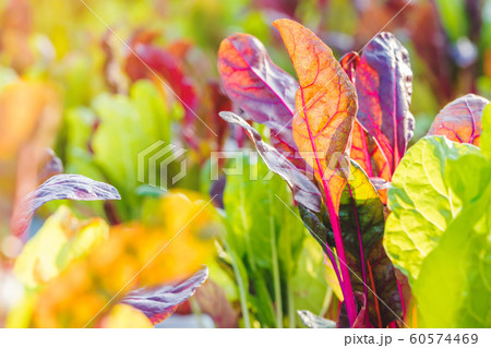 Close up to detail of swiss chard leaf in vegetable garden. Selective focus. Close up to detail of swiss chard leaf in vegetable garden. Selective focus. 60574469