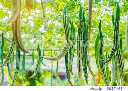Snake gourd (Trichosanthes anguina Linn) hanging in vegetable garden. Selective focus. 60574484