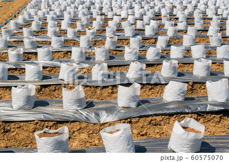 Row of Coconut coir in nursery white bag for farm with fertigation , irrigation system to be used for growing strawberries. Row of Coconut coir in nursery white bag for farm with fertigation , irrigation system to be used for growing strawberries. 60575070