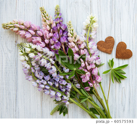 Pink lupine flowers Pink lupine flowers 60575593