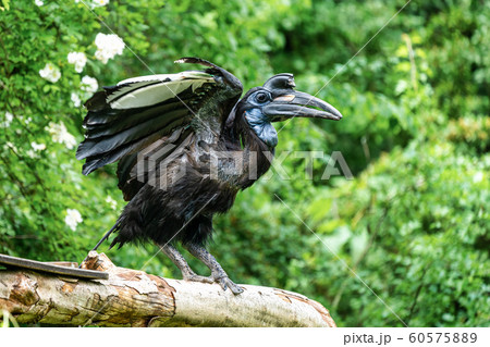 Abyssinian northern Ground Hornbill, Bucorvus abyssinicus strange bird 60575889
