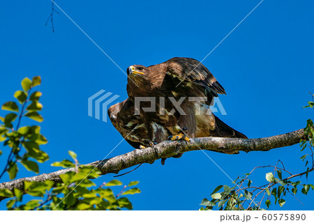 Harris's hawk, Parabuteo unicinctus, bay-winged hawk or dusky hawk 60575890