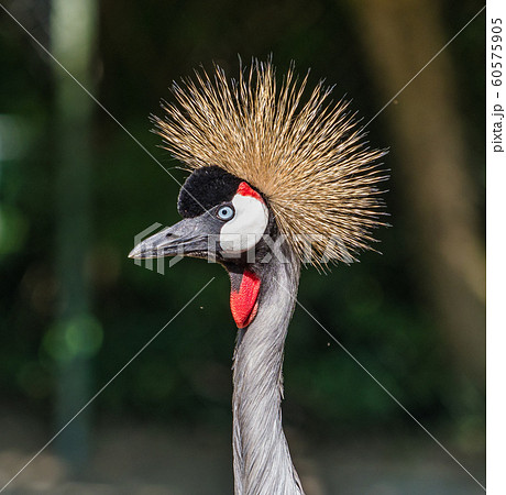 Black Crowned Crane, Balearica pavonina in the zoo Black Crowned Crane, Balearica pavonina in the zoo 60575905