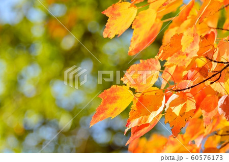 ハナノキの紅葉 60576173