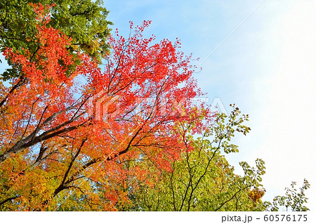 ハナノキの紅葉 60576175