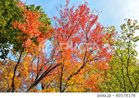 ハナノキの紅葉 60576176