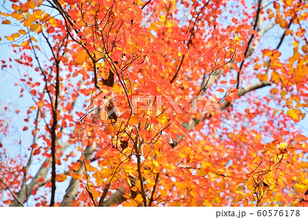 ハナノキの紅葉 60576178